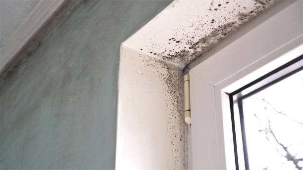 Best Kitchen Mold Remediation in Salem, NJ