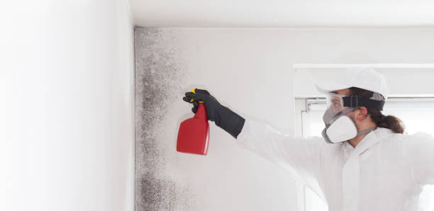 Best Residential Mold Remediation in Salem, NJ