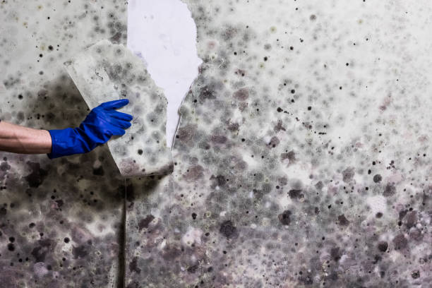 Best Post-Flood Mold Remediation in Salem, NJ